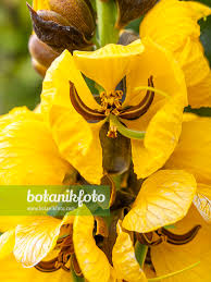 Image result for Senna didymobotrya