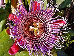 Epingle Sur Photos Fleurs