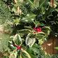 Winter Wreath Workshop £35pp event image