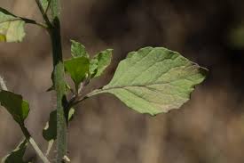 Image result for Vernonia cinerea