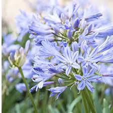 Dec 18, 2020 · the foliage is more intensely yellow when the plant is in the sun, and it will produce pale pink or purple flowers in the summer months. Get Non Stop Summer Color Zone 8 11