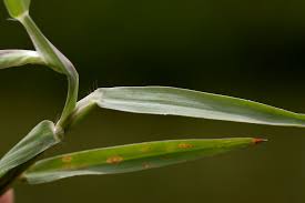 Image result for Digitaria longiflora