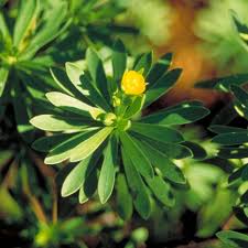 Image result for Suriana maritima