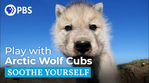 We did not find results for: Play With Arctic Wolf Cubs Youtube