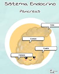 Conoces Alguna Enfermedad Del Pancreas Menciona Una El Sistema Endocrino O Tambien Llamado Sistema De Medicine Studies Medicine Pie Chart