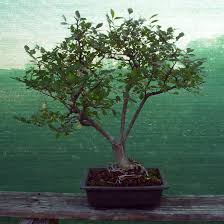 Keep the bonsai in a shady spot for two to four weeks. 35 Ideas For Chinese Elm Bonsai Care Instructions Pink Wool
