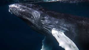 But humpback whales shifting their distribution and behavior can cause unexpected human encounters, and cause new challenges that weren't an issue previously. Whales Face New And Emerging Threats The Revelator