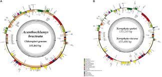Image result for Xerophyta scabrida