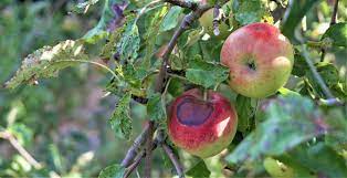 Le coup de soleil ! Coups De Chaud Pour Les Pommes Daily Science