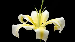 Generally the color yellow in flowers signifies friendship but with yellow tulips, it is often associated with having a great smile. The Favorite Flowers Of The Renaissance In Italy Cgtn