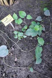 Image result for Piper guineense