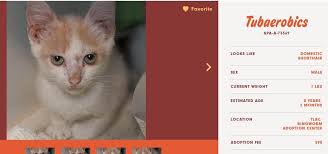 What kind of dog should you adopt? Successful Adoptions After Austin Shelter Pet Names Go Viral But Cats Like Atomic Toaster Are Still Available Cole Marmalade
