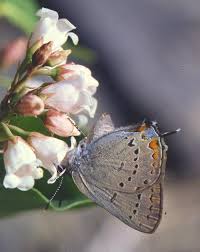 Image result for Satyrium carsonii