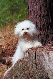 Find your new companion at nextdaypets.com. Grooming A Bolognese Dog