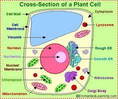 Chlorophyll, which gives plants their green color, enables them to use sunlight to convert water and carbon. 7 Cell Model Ideas Cell Model Plant Cell Project Animal Cell Project
