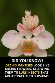 Orchid with a haunting face and nose, a natural wonder