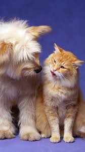 Cat Dog Fluffy Friendship Cute Cats And Dogs Dog Cat Pictures Dog Cat