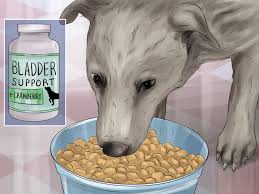 How To Treat A Dog S Bladder Infection 15 Steps With Pictures