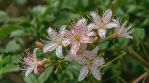 Image result for Rubiaceae