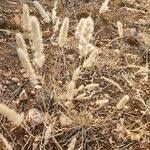 Image result for Enneapogon desvauxii