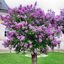 Reticulata the tree lilac, is also susceptible.whether specific cultivars are affected more than others is unknown mainly because most people don't know the cultivar. Bloomerang Lilac Tree Garden Center Point