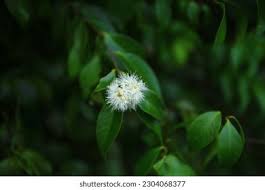 Image result for Strychnos usambarensis