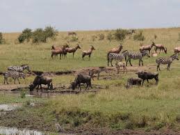 Dans La Savane Africaine La Mixite Une Question De Survie Sciences Et Avenir Chanter la savane, c'est mentionner que le compositeur du « lion est mort ce soir », solomon linda, n'a jamais rien touché des 72 millions de dollars générés par sa chanson. dans la savane africaine la mixite