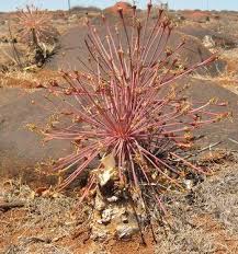 Image result for Boophone