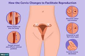 What Does A Fertile Cervix Look And Feel Like