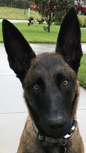 Belgium Malinois Black Belgian Malinois Puppy Pin By Robyn Cowan On Belgian Malinois Malinois Puppies Belgian Malinois Dog Malinois Dog