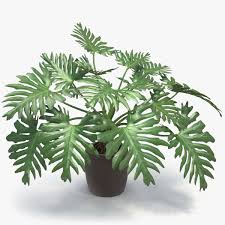 3d Model Philodendron Selloum Pot 3d Model Philodendron Pot Plants