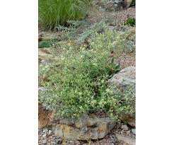 Image result for Cycnium jamesii