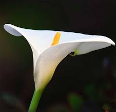 10 Flores Blancas Pisos Al Dia Pisos Com