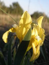 Image result for Zygotritonia atropurpurea