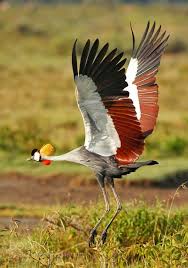 Bird With Big Feathers Onlajn Psiholog Domashnih Pitomcev Animal Psychology Https Www Facebook Com Animal Psychology Onlajn Psiholog Domashnih Pitomce Weird Birds Pet Birds Animals