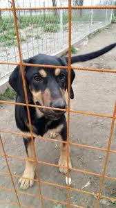 Check spelling or type a new query. Coco Sucht Dringend Ein Zuhause Hunde