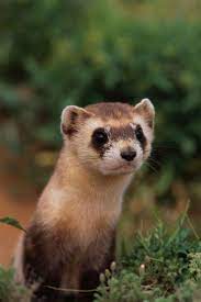 The Most Endangered Animal In Every State Rare Animals Most Endangered Animals Animal Photography Wildlife