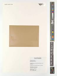 Image result for Harveya alba