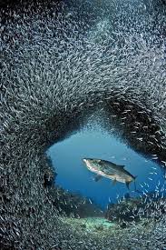 Totally Random Pictures 41 Pics Ocean Life Underwater World Sea And Ocean