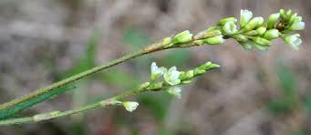 Image result for Persicaria strigosa
