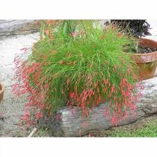 Bunga air mancur dalam bahasa inggris dikenal dengan nama fountain plant atau coral plant. Tanaman Hias Air Mancur Air Mancur Bunga Merah Shopee Indonesia
