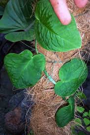 Image result for Dewevrella