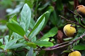 Image result for Diospyros consolatae-rotundifolia intermediates