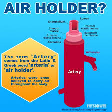 Interesting Anatomy Etymology Artery Physical Therapy Web Arteries Etymology Physical Therapy