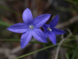 Flowers Of Australia S States And Territories Australian Capital Canberra Royal Bluebell Www Fl Blue Bell Flowers Australian Flowers Australian Wildflowers