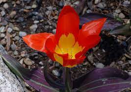 Tulip Tulipa Juan Flower 2836px Tulipa Cultivars Wikimedia Commons Flowers Flower Garden Tulips