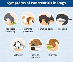 Pancreatitis In Dogs Symptoms Causes More Canna Pet