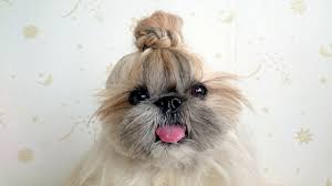 However, you create a pom as a design on its feet, front, and the end of the tail. Hairstyle Dog Fashionable Pooch Becomes Instagram Sensation Youtube