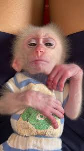 Emotional Monkey Cries When Father is Away