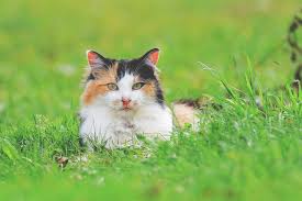 For beginners, cat grass is available in kits that supply a planter, seeds, and soil, making it easy to get started growing cat grass inside of your home. Cat Grass How To Grow It Why Your Cat Will Like It